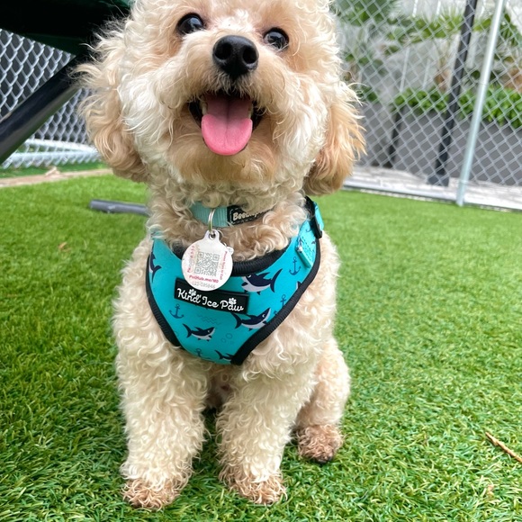 ✨ BRAND NEW Shark Dog Harness | Adjustable | Beach-Ready! - Picture 3 of 7